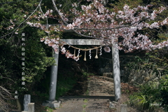 写真句：鳥居の桜