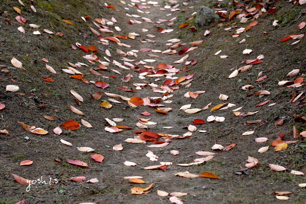 写真エッセイ：落葉の小径