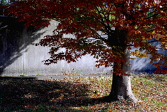 秋の彩り12：秋が行く