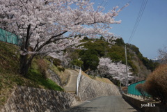 写真エッセイ：桜２：高校の坂道：NTW328