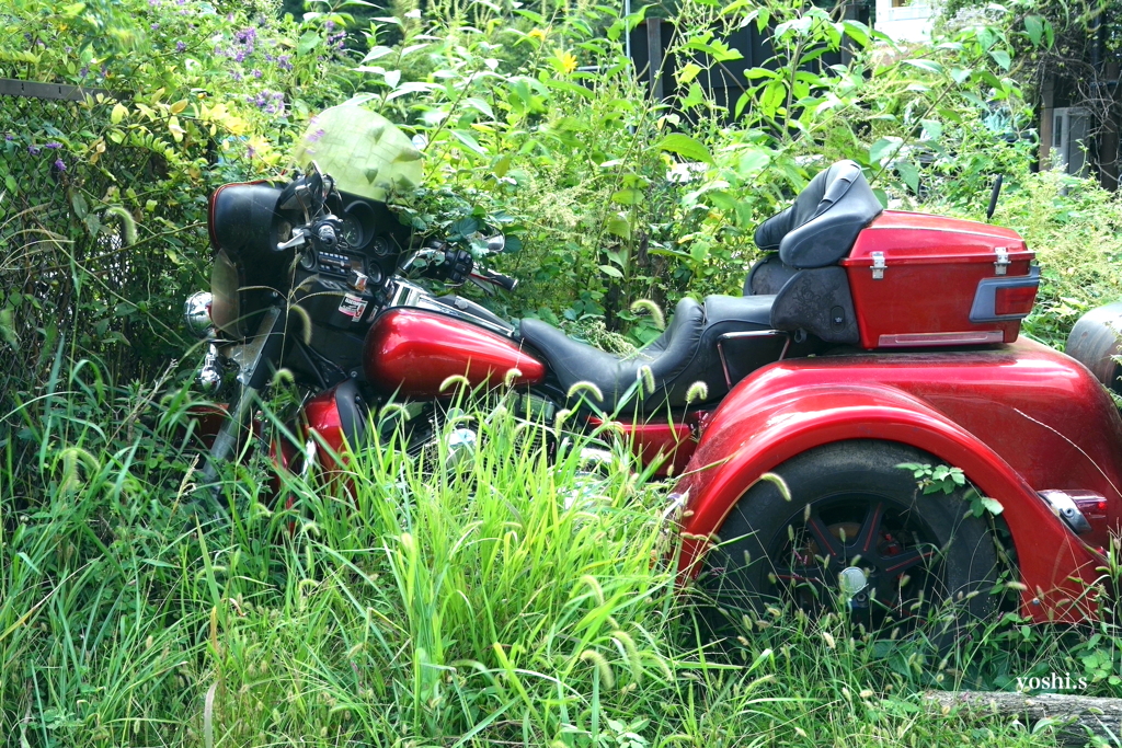 写真エッセイ：富士山８：Red Harley in the grass