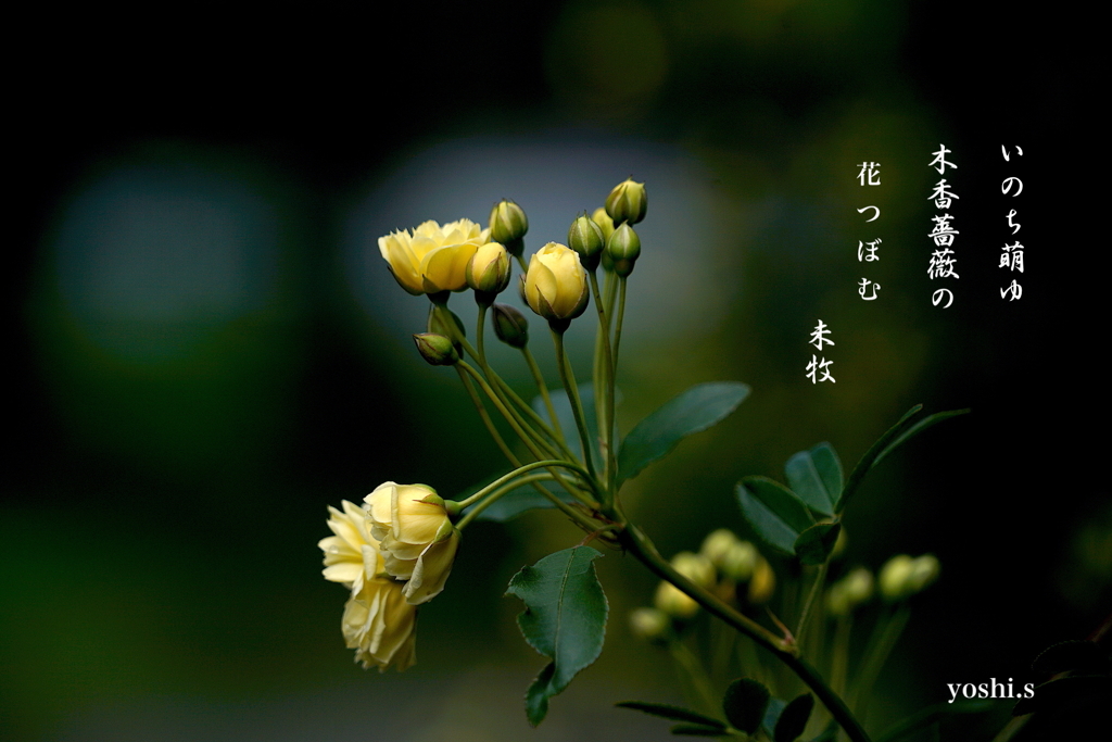 写真句：写真エッセイ：いのち萌ゆ