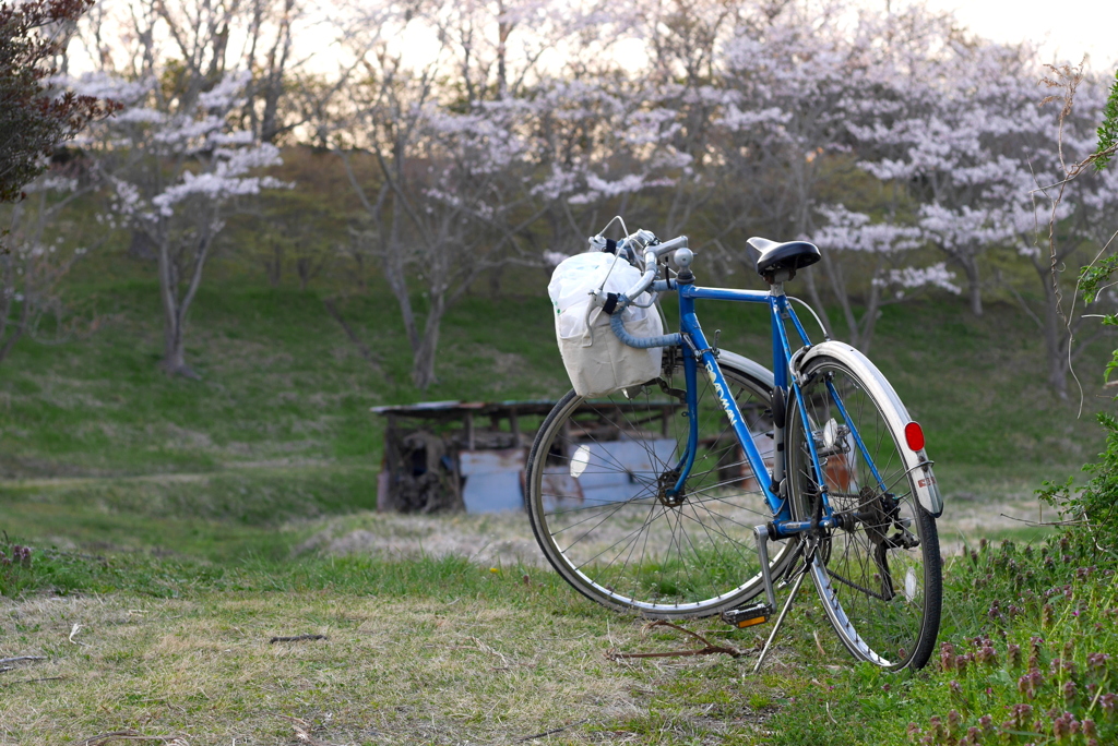 写真掌編：桜の下で 10：青春の乗り物