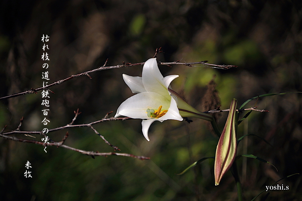 写真句：晩秋の百合