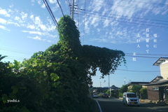 写真句：大巨人現わる