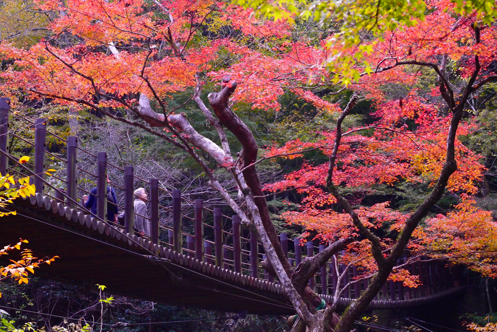 吊り橋の紅葉