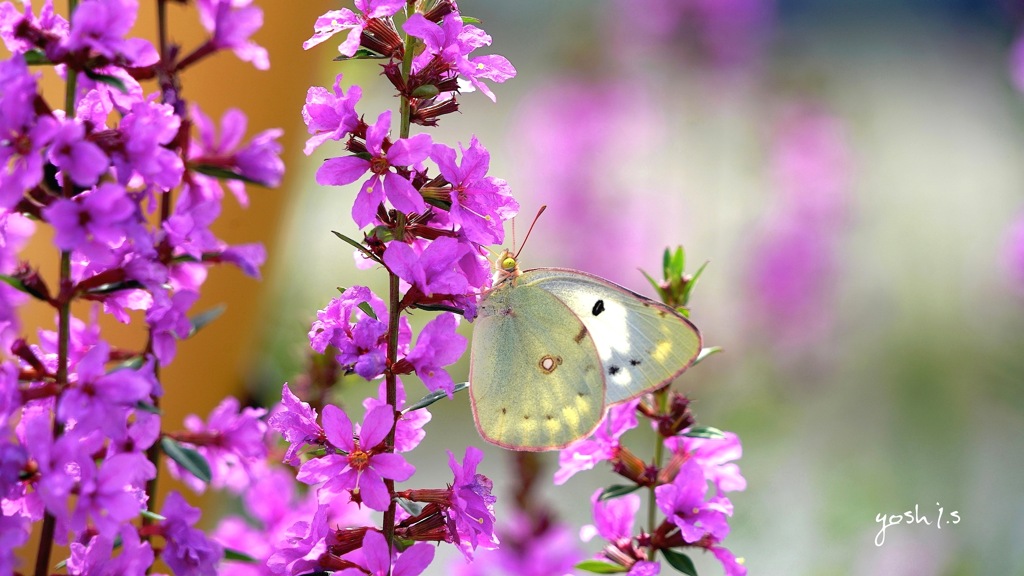 写真句：花の森のてふてふ１