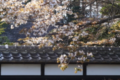 旧家の山桜３（写真歌）
