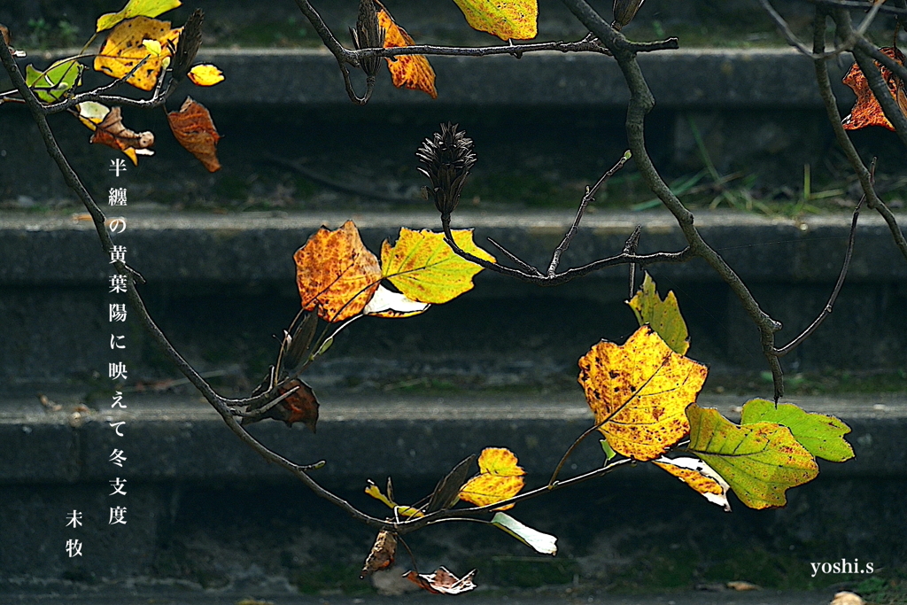 写真句：半纏木の葉