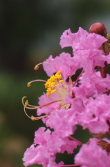 黄金の花（写真句歌）