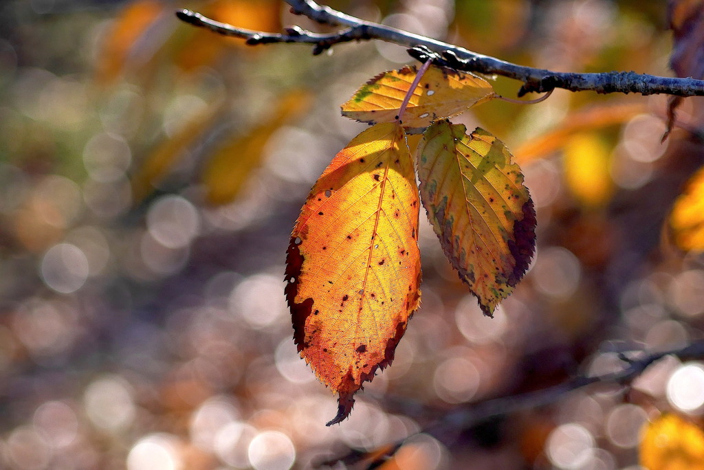 写真句：Autumn leaves