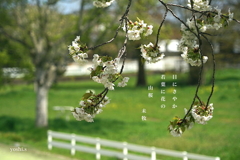 写真句：山桜３：さやか