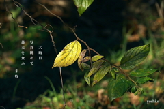 写真句：大晦日