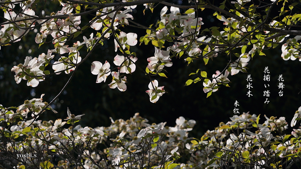 写真句：花舞台