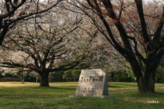写真エッセイ：さくら宇宙公園さくら祭り２：NTW594