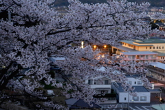 写真歌：夕桜（NTW61-1）