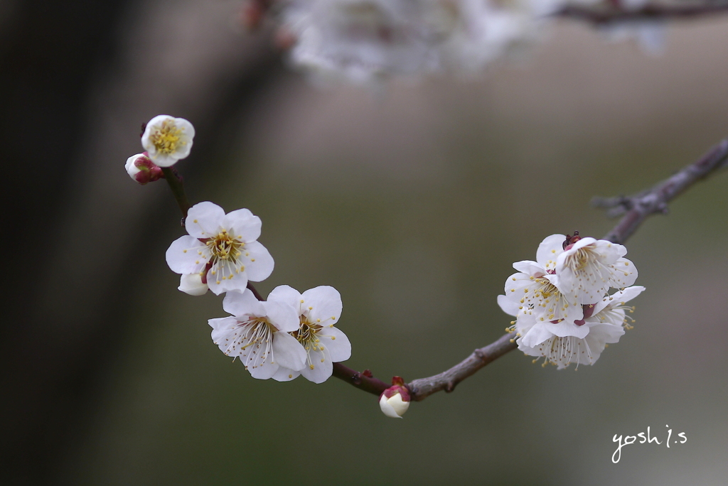 写真掌編：にほひをこせよ９：梅花2020 #22