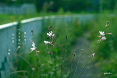 写真句：夏がゆく３