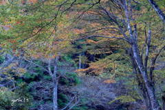 写真エッセイ：花貫渓谷すっ飛び行脚１：紅葉