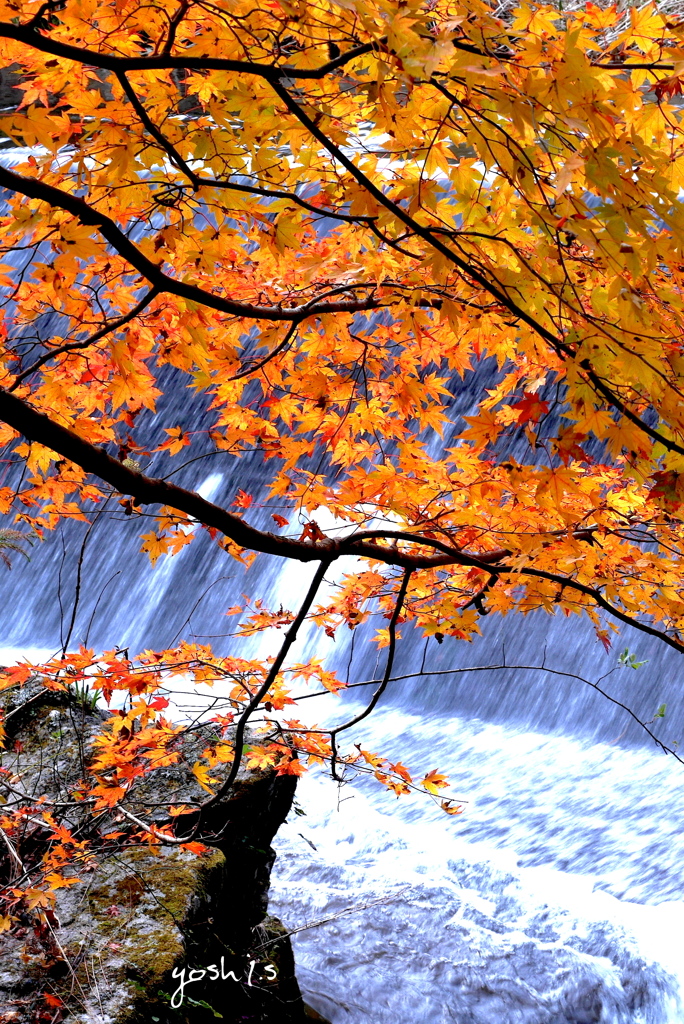 写真エッセイ：花貫紅葉５：紅葉落水