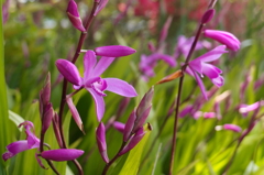 紫蘭２：ガオー！