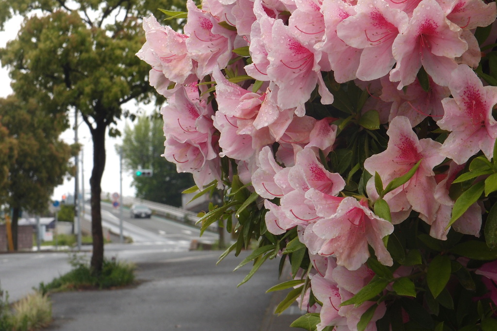道路端のつつじ after 雨
