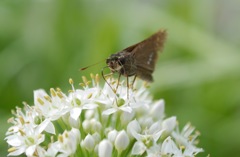 韮の花にセセリ２：食事中ですが、何か？