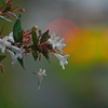 写真掌編：続々々々・夜会の花（龍馬異聞 Ⅴ）５