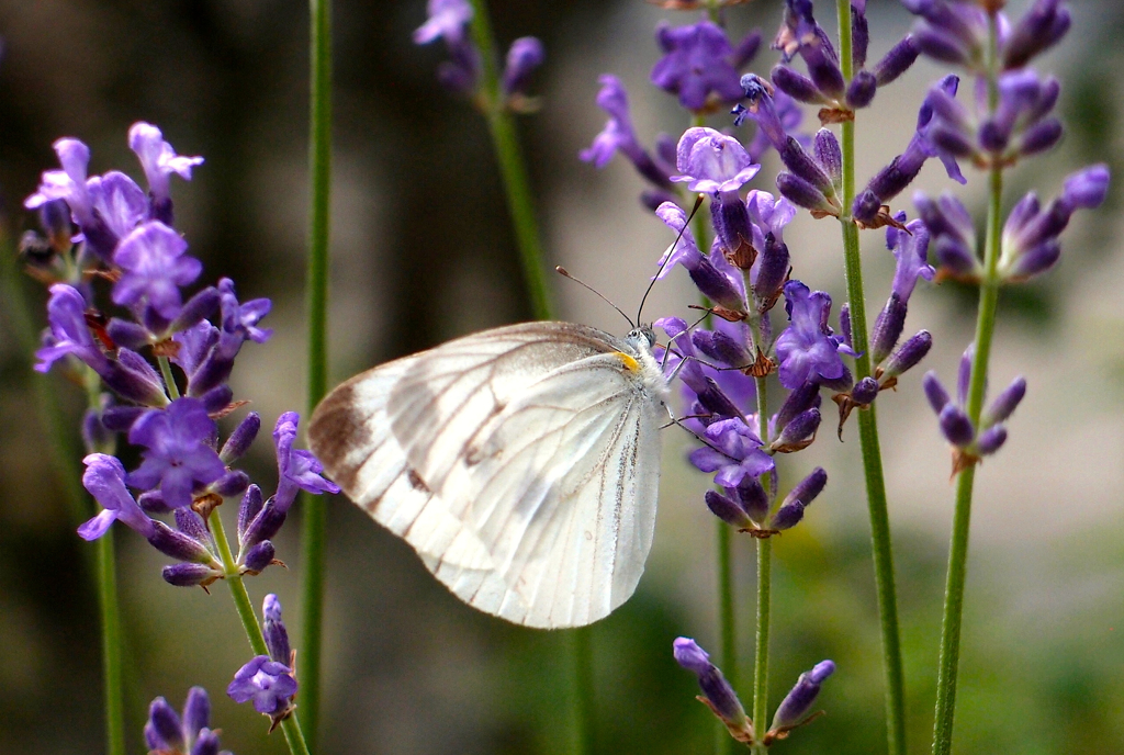 Lavender lover