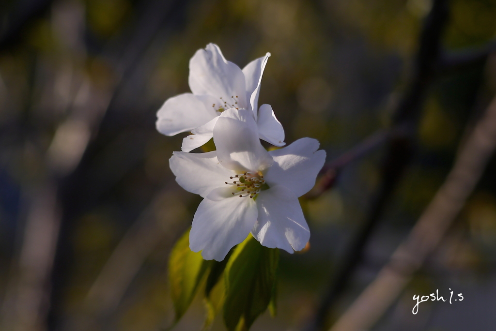 写真句：山桜 2