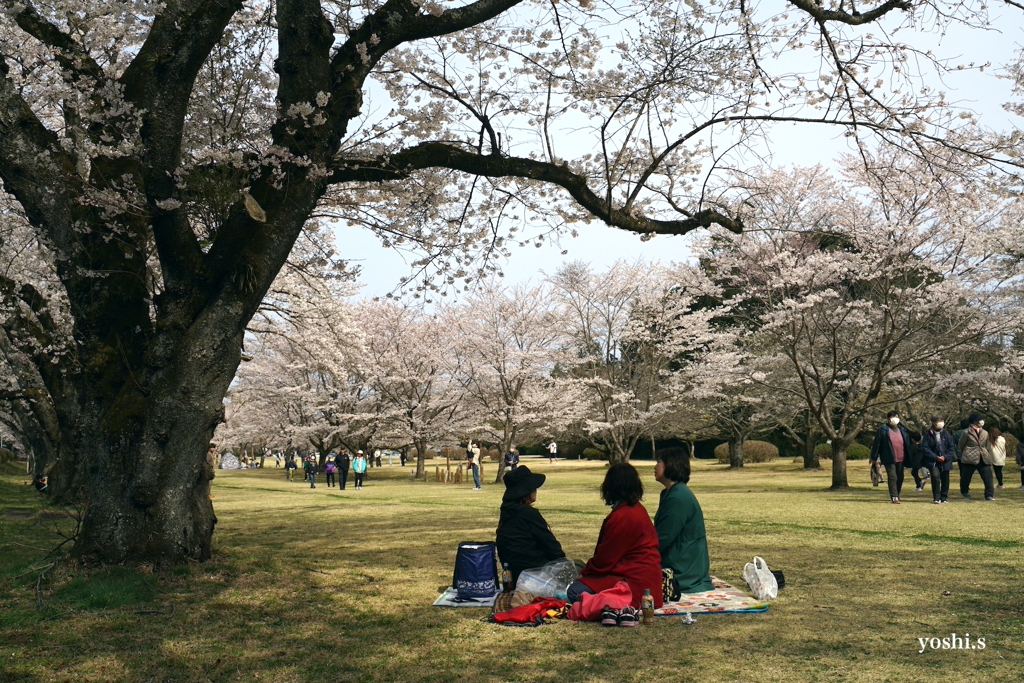 写真エッセイ：さくら宇宙公園さくら祭り６：NTW598