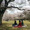 写真エッセイ：さくら宇宙公園さくら祭り６：NTW598