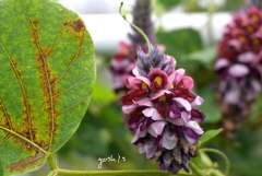 写真句：葛の花