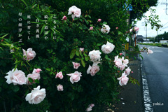 写真歌：道端の花２