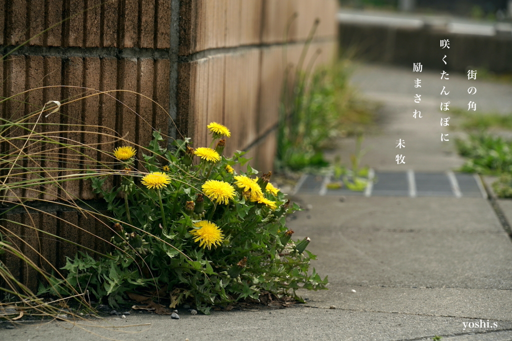 写真句：たんぽぽ