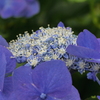 写真句：開花：「おーっ！」