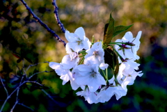 写真掌編：桜の下で17：光射す山桜：写真句