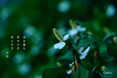 写真句：道端の花14：どくだみの花