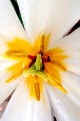 極楽、ゴクラク３