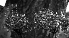 写真句：いとしの枯れ３：八仙花：B&W