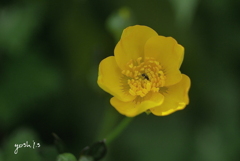 写真句：花二題の２：金鳳花