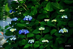 写真句：道端の花17：紫陽花