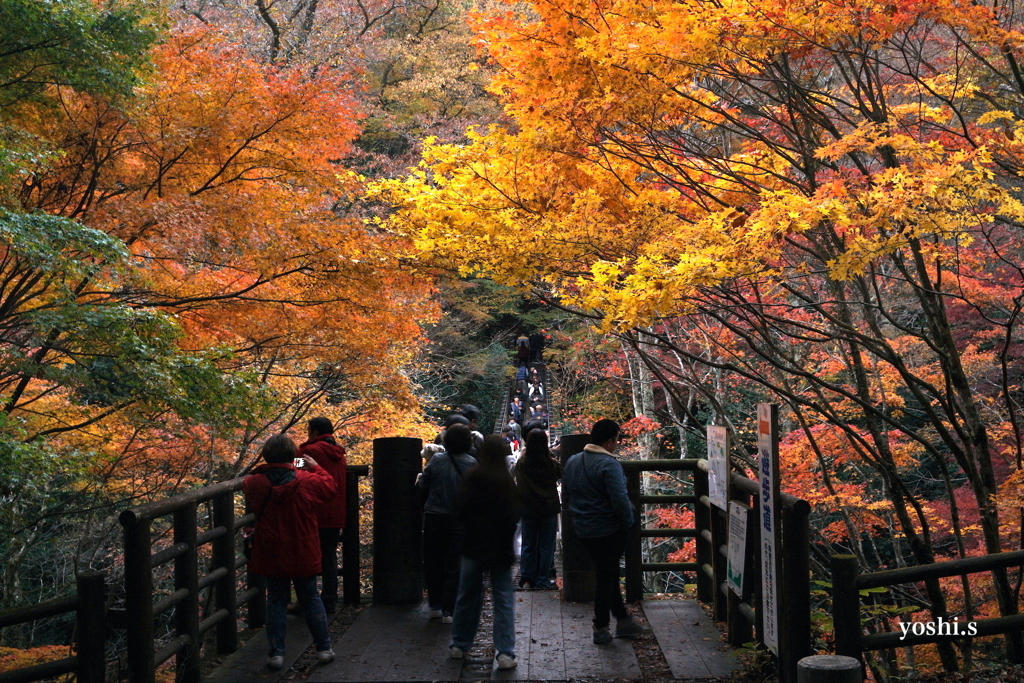 写真エッセイ：花貫渓谷紅葉狩り2023 その12：吊り橋４：NTW458