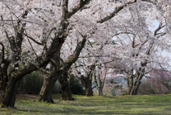 写真掌編：桜の下で ７：高校の桜４