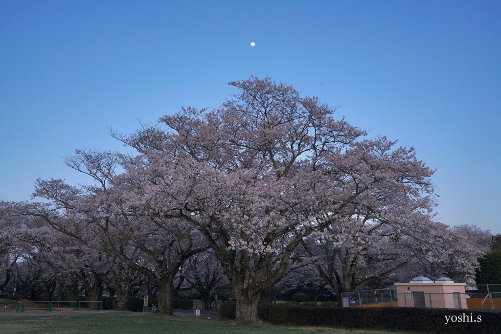 写真エッセイ：さくら公園７：高みの見物：NTW427