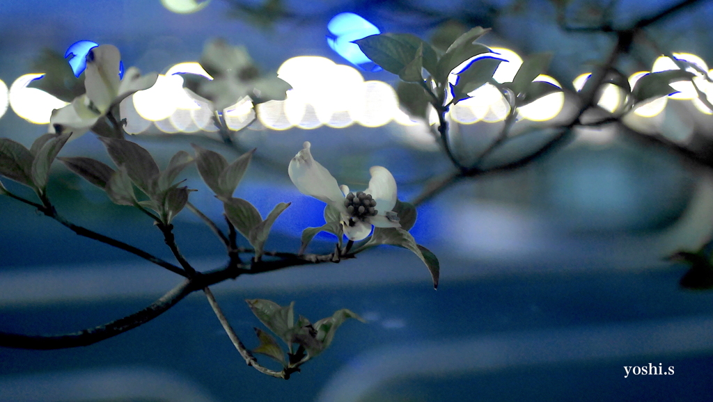 写真句：夕暮れの花２