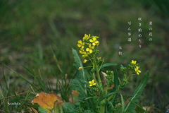 写真句：写ん歩道１：菜の花