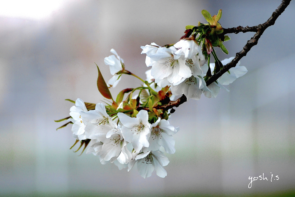 写真歌：山桜
