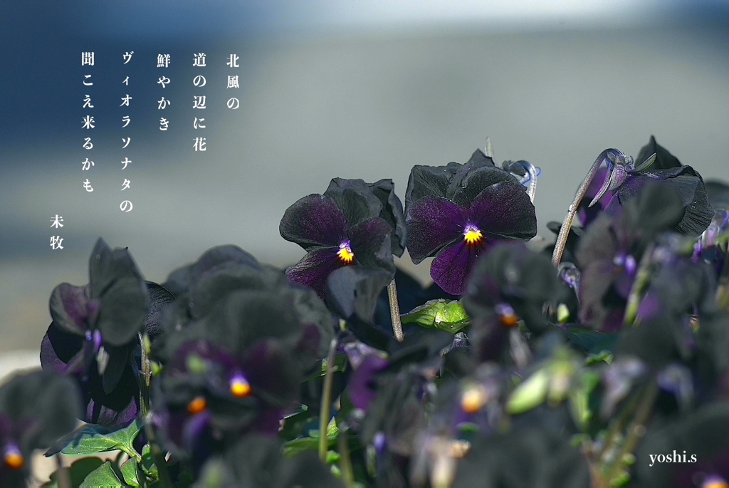 写真歌：道端の花２