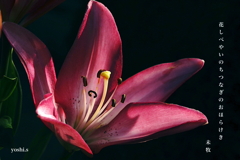 写真句：道端の花20：しべ